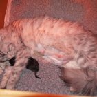 Ally et son unique chaton Lonely né par césarienne le 4 novembre 2015