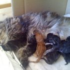 Tyla et ses 7 petits nains nés le 20 et 21 février